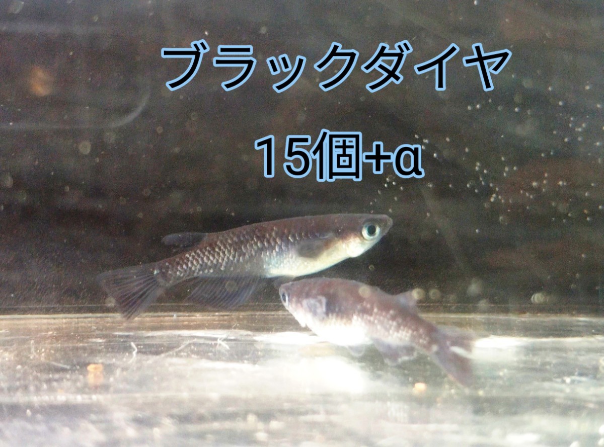 Paypayフリマ ブラックダイヤメダカ 卵15個 A Paypayフリマ ブラックダイヤメダカ 卵15個 A