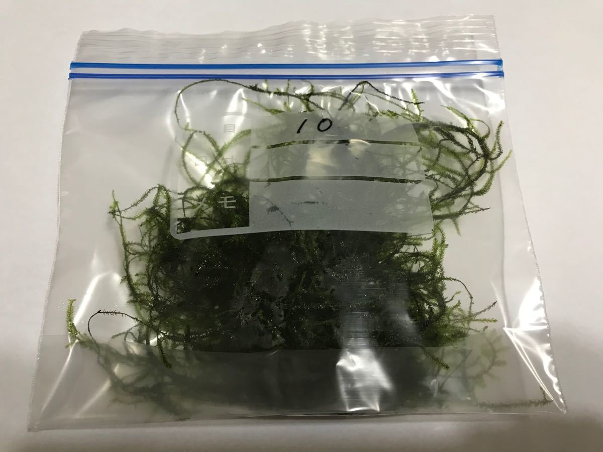 Paypayフリマ 南米ウィローモス 10g 無農薬 Paypayフリマ 南米ウィローモス 10g 無農薬
