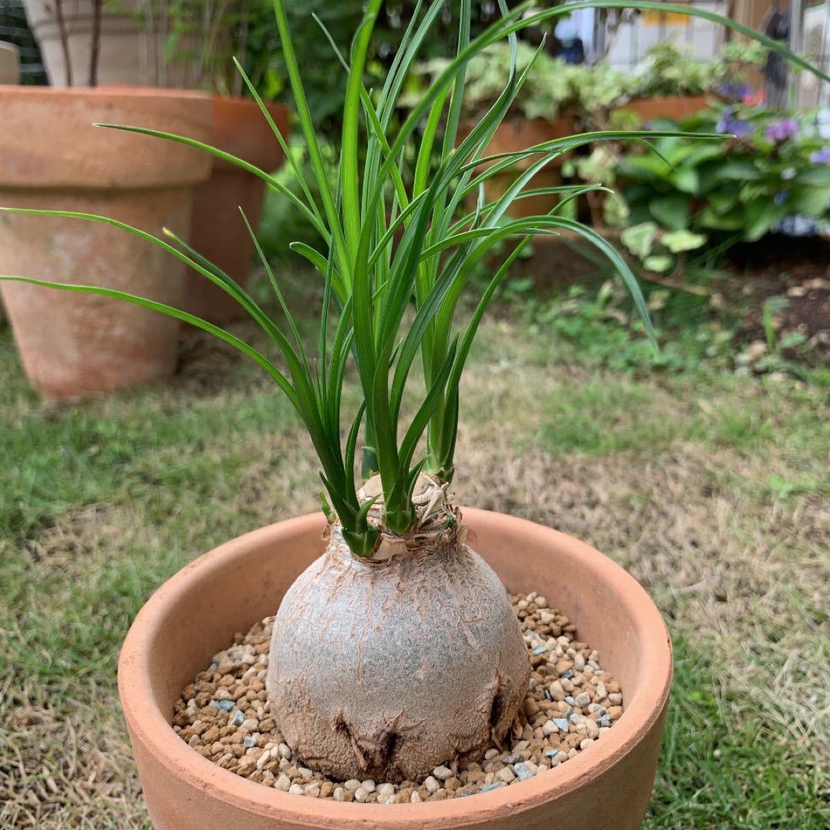 Paypayフリマ 多肉植物の土 サボテンの土 多肉植物用土 塊根植物の土 Paypayフリマ 多肉植物の土 サボテンの土 多肉植物用土 塊根植物の土