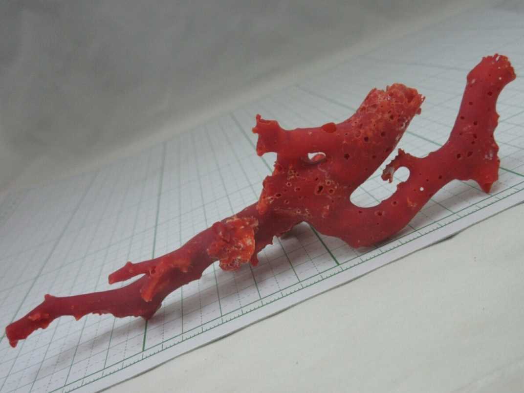 [TOP]. red .. coral 24.9g branch . tree objet d'art aquarium loose netsuke a787.