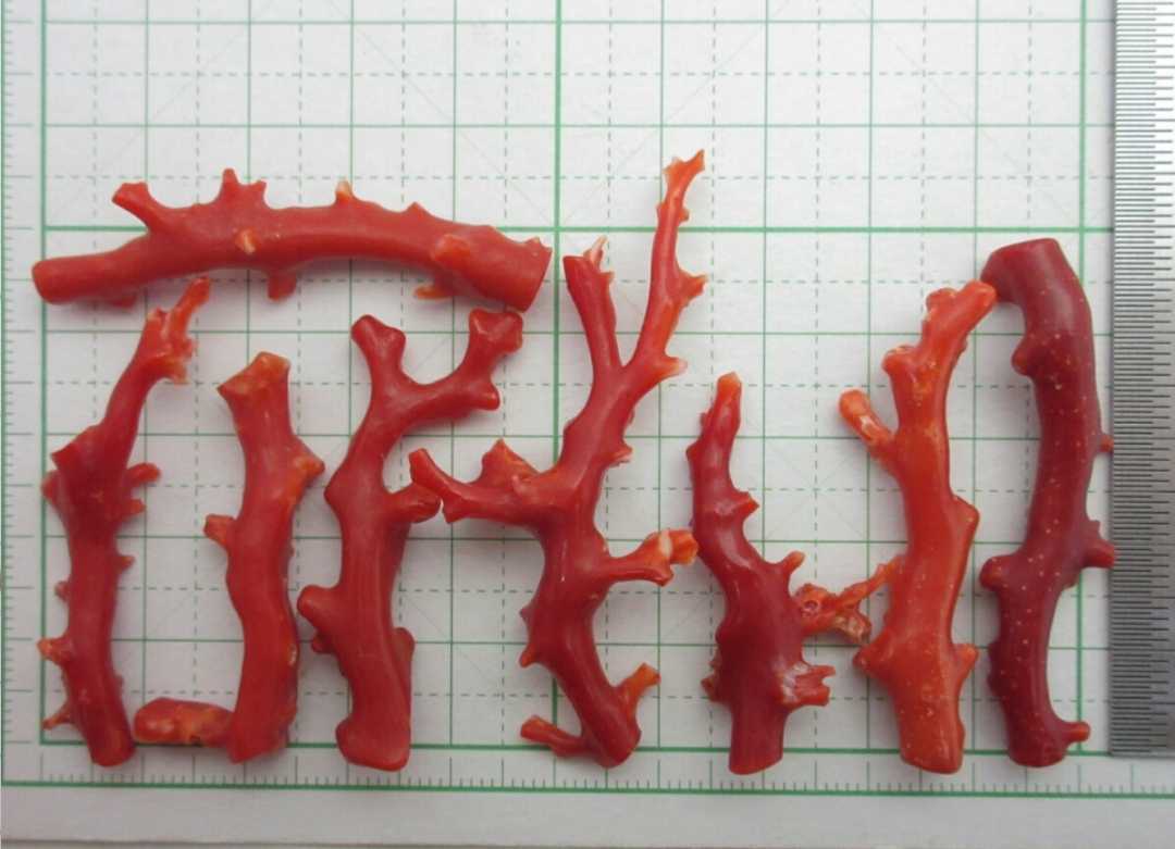 【TOP】血赤珊瑚 サンゴ 22.8g 枝 ルース セット 根付 x723._画像2