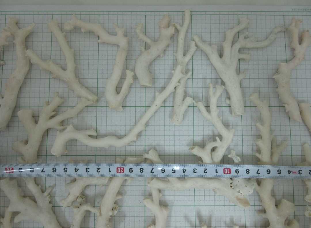 【TOP】珊瑚 サンゴ 855g 枝 原木 セット ルース 材料 根付 c457._画像4