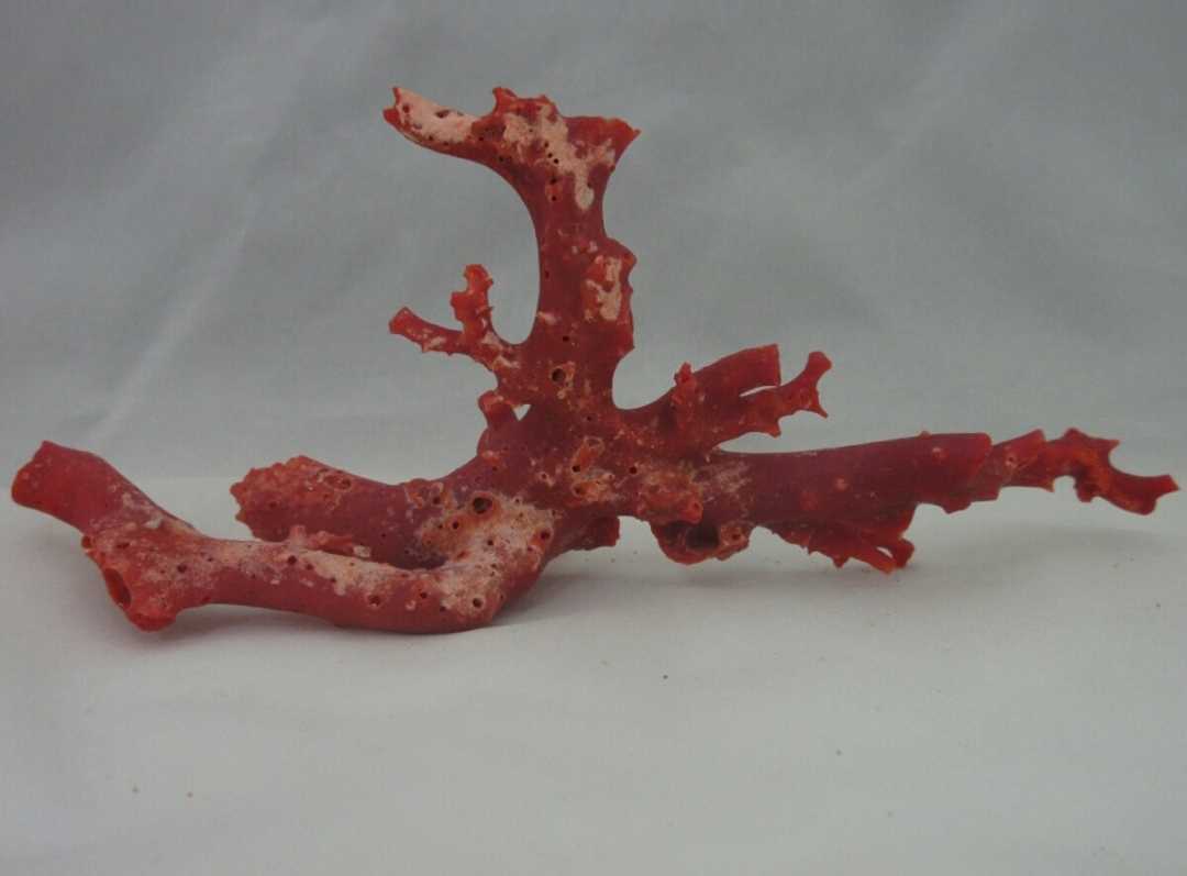 [TOP]. red .. coral 24.9g branch . tree objet d'art aquarium loose netsuke a787.