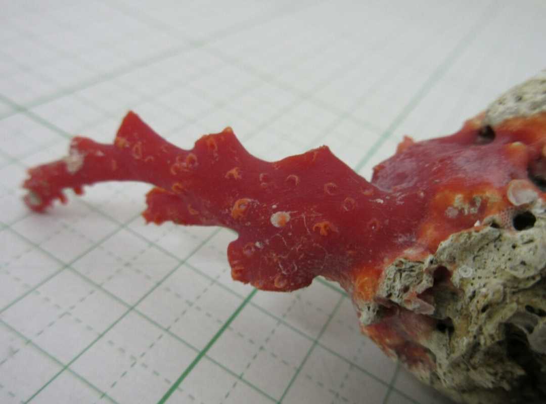 【TOP】血赤珊瑚 サンゴ 113g 原木 置物 拝見 オブジェ ルース 根付 c996.