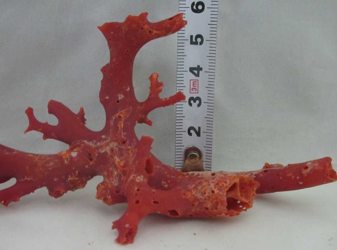 [TOP]. red .. coral 24.9g branch . tree objet d'art aquarium loose netsuke a787.