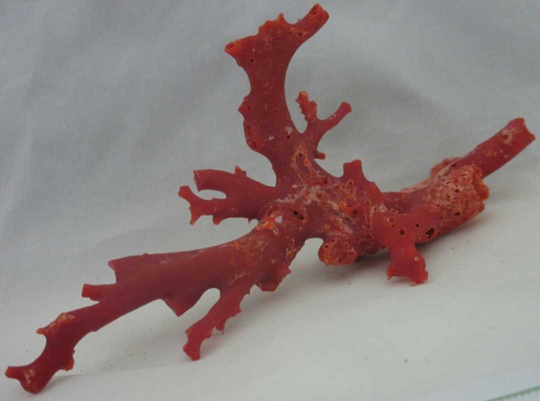[TOP]. red .. coral 24.9g branch . tree objet d'art aquarium loose netsuke a787.