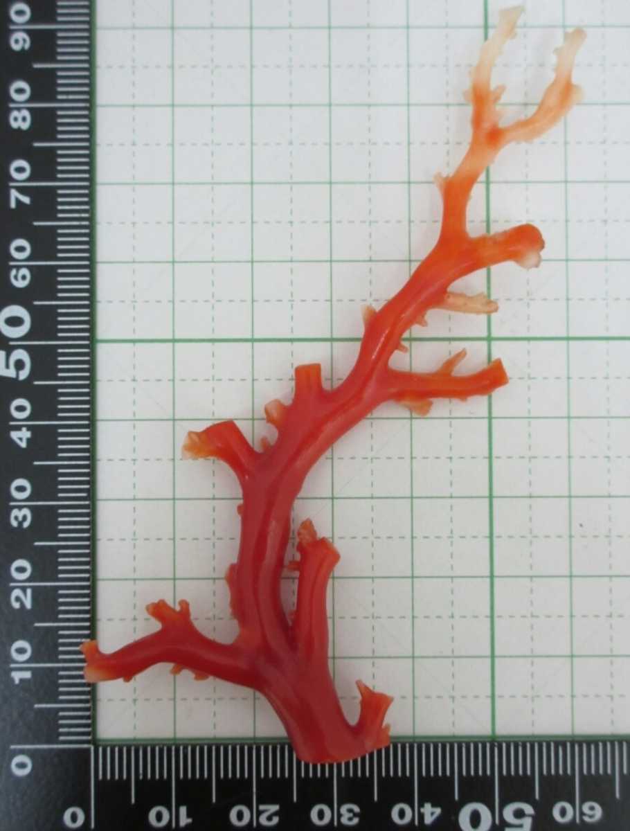 【TOP】血赤珊瑚 サンゴ 8.5g 枝 ルース オブジェ 根付 a958._画像1