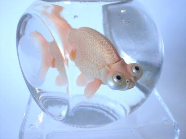 ヤフオク ガラス瓶の金魚 インテリア 本物そっくり金魚 樹 ヤフオク ガラス瓶の金魚 インテリア 本物そっくり金魚 樹
