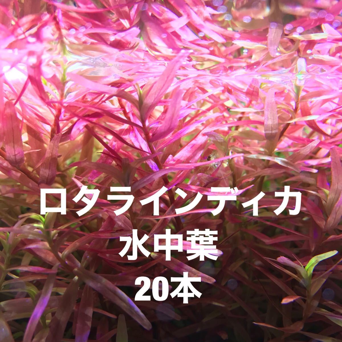 Paypayフリマ 無農薬 ロタラインディカ 水中葉 本 水草 ヤマトネコポス便発送 Paypayフリマ 無農薬 ロタラインディカ 水中葉 本 水草 ヤマトネコポス便発送