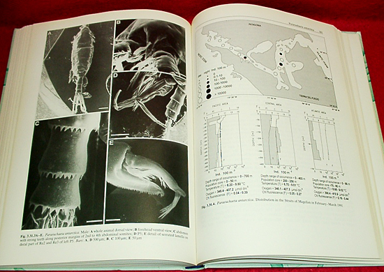 ★ Copepods (カイアシ類-ケンミジンコ)/[マゼラン海峡の動物プランクトン]/Letterio Guglielmo (著)/[洋書-英語]★_画像5