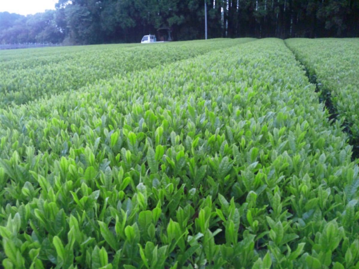 あさぎり芽茶100g3袋　新茶　茶農家直売　無農薬・無化学肥料栽培　シングルオリジン　カテキンパワー　免疫力アップ