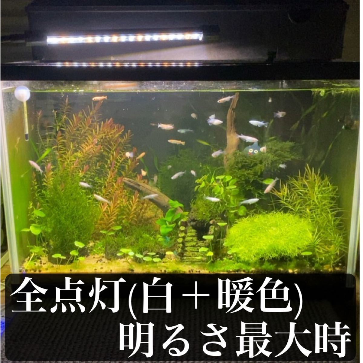 Paypayフリマ 水槽 Led 3色 白暖 暖色 白 切替 10段階調光 省電力7w 新品動作確認済み Paypayフリマ 水槽 Led 3色 白暖 暖色 白 切替 10段階調光 省電力7w 新品動作確認済み