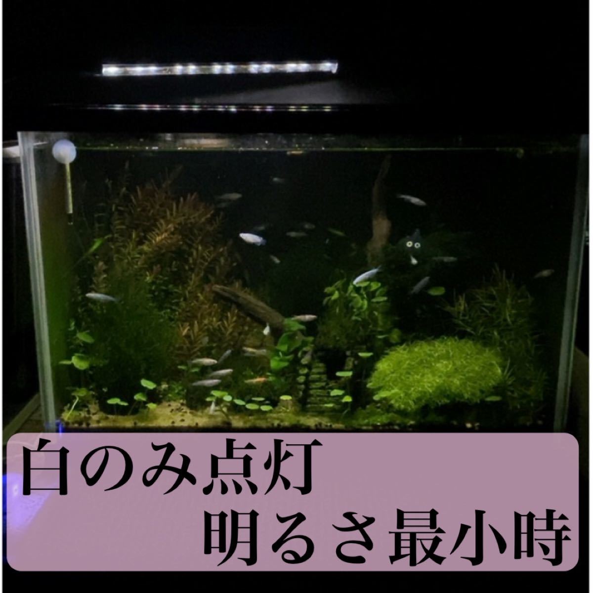 Paypayフリマ 水槽 Led 3色 白暖 暖色 白 切替 10段階調光 省電力7w 新品動作確認済み Paypayフリマ 水槽 Led 3色 白暖 暖色 白 切替 10段階調光 省電力7w 新品動作確認済み