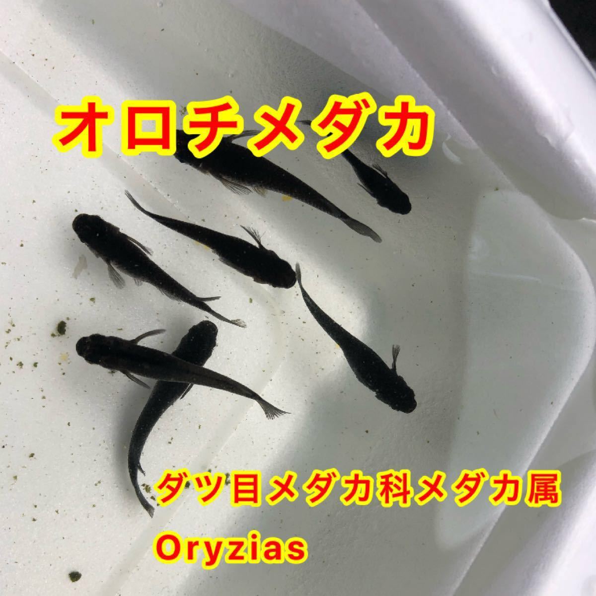 Paypayフリマ オロチメダカ卵50 A Paypayフリマ オロチメダカ卵50 A