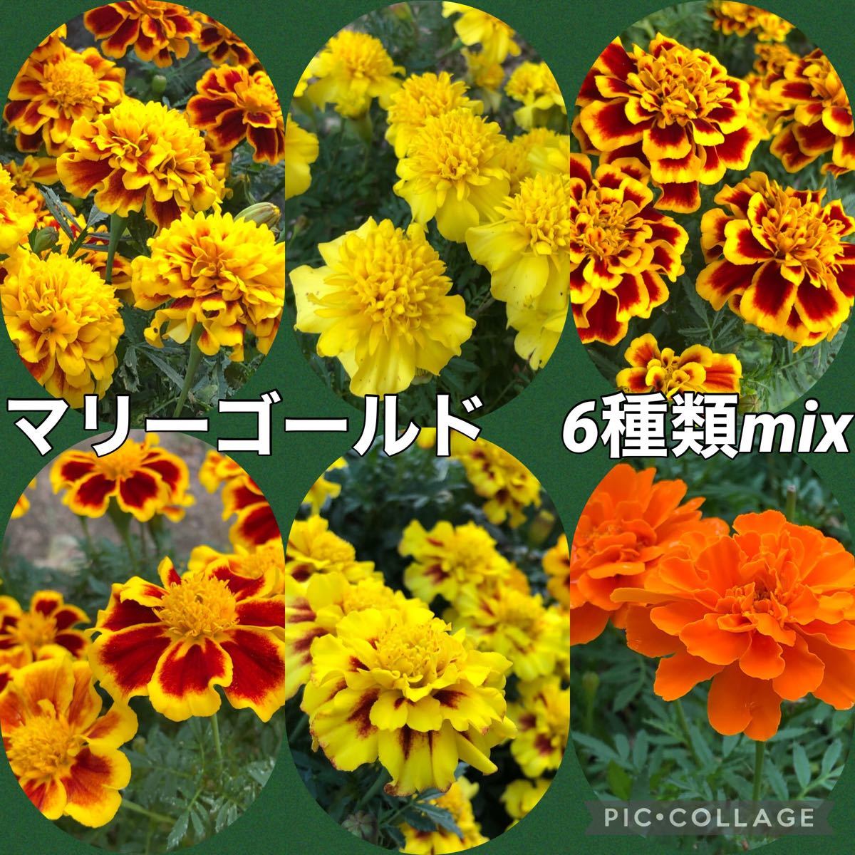 Paypayフリマ マリーゴールド 6種類ミックス 花の種 Paypayフリマ マリーゴールド 6種類ミックス 花の種