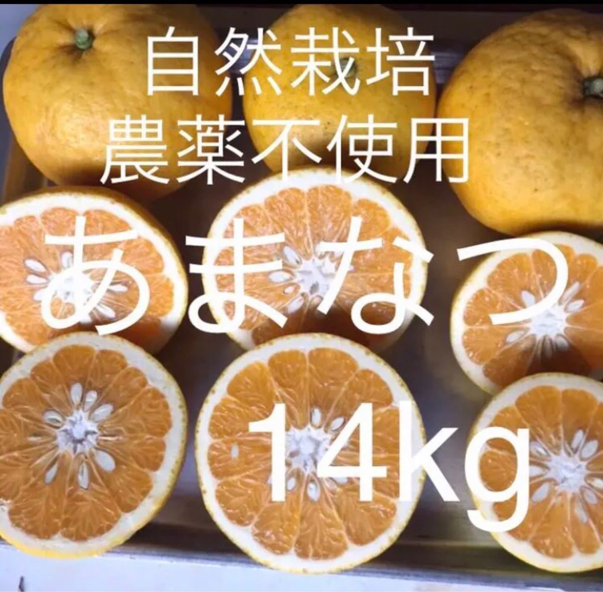 Paypayフリマ A14 注文後収穫 甘夏 自然農農薬消毒化学肥料不使用自然栽培 あまなつ アマナツ 夏みかん 夏蜜柑 柑橘 Paypayフリマ A14 注文後収穫 甘夏 自然農農薬消毒化学肥料不使用自然栽培 あまなつ アマナツ 夏みかん 夏蜜柑 柑橘