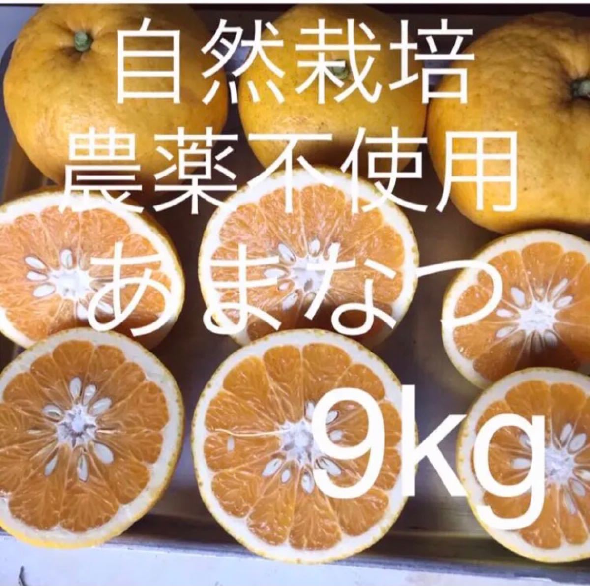 Paypayフリマ 注文後収穫 甘夏 自然農農薬消毒化学肥料不使用自然栽培 あまなつ アマナツ 夏みかん 夏蜜柑 柑橘 Paypayフリマ 注文後収穫 甘夏 自然農農薬消毒化学肥料不使用自然栽培 あまなつ アマナツ 夏みかん 夏蜜柑 柑橘