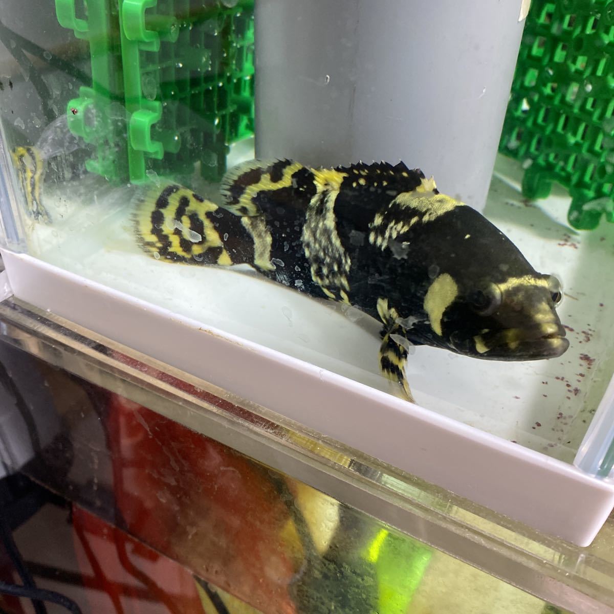 淡水ジャイアントグルーパーマタカイ怪魚バンブルビーグルーパー稚魚熱帯魚約16センチ 日本代購代bid第一推介 Funbid 淡水ジャイアントグルーパーマタカイ怪魚バンブルビーグルーパー稚魚熱帯魚約16センチ 日本代購代bid第一推介 Funbid