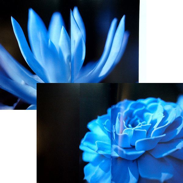 ヤフオク 月下の花 写真集 満月の花 石川賢治 夜に花 ヤフオク 月下の花 写真集 満月の花 石川賢治 夜に花