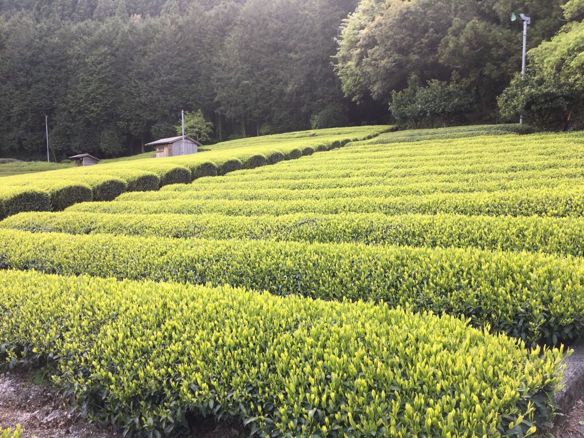 静岡　新茶　川根茶　高級煎茶　農家直売