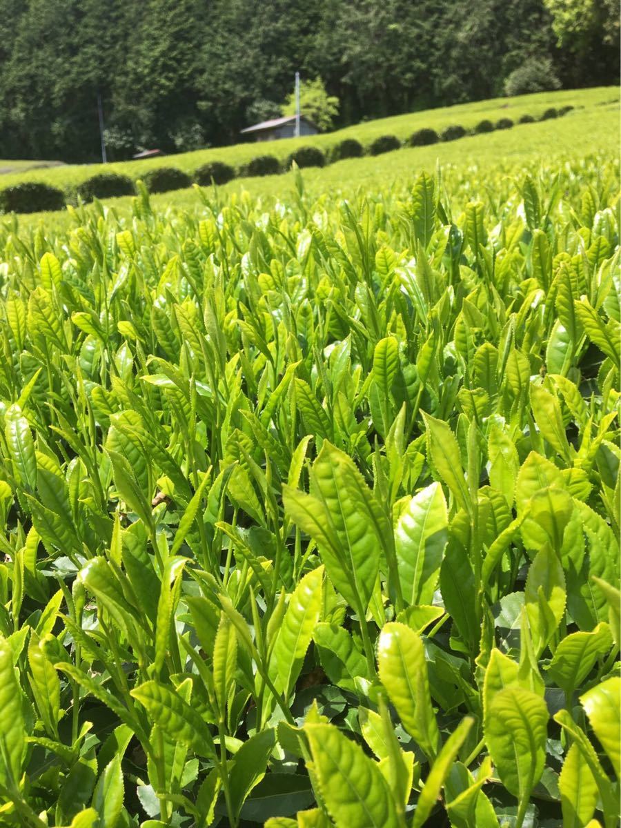 静岡　新茶　川根茶　人気の上煎茶　　農家直売