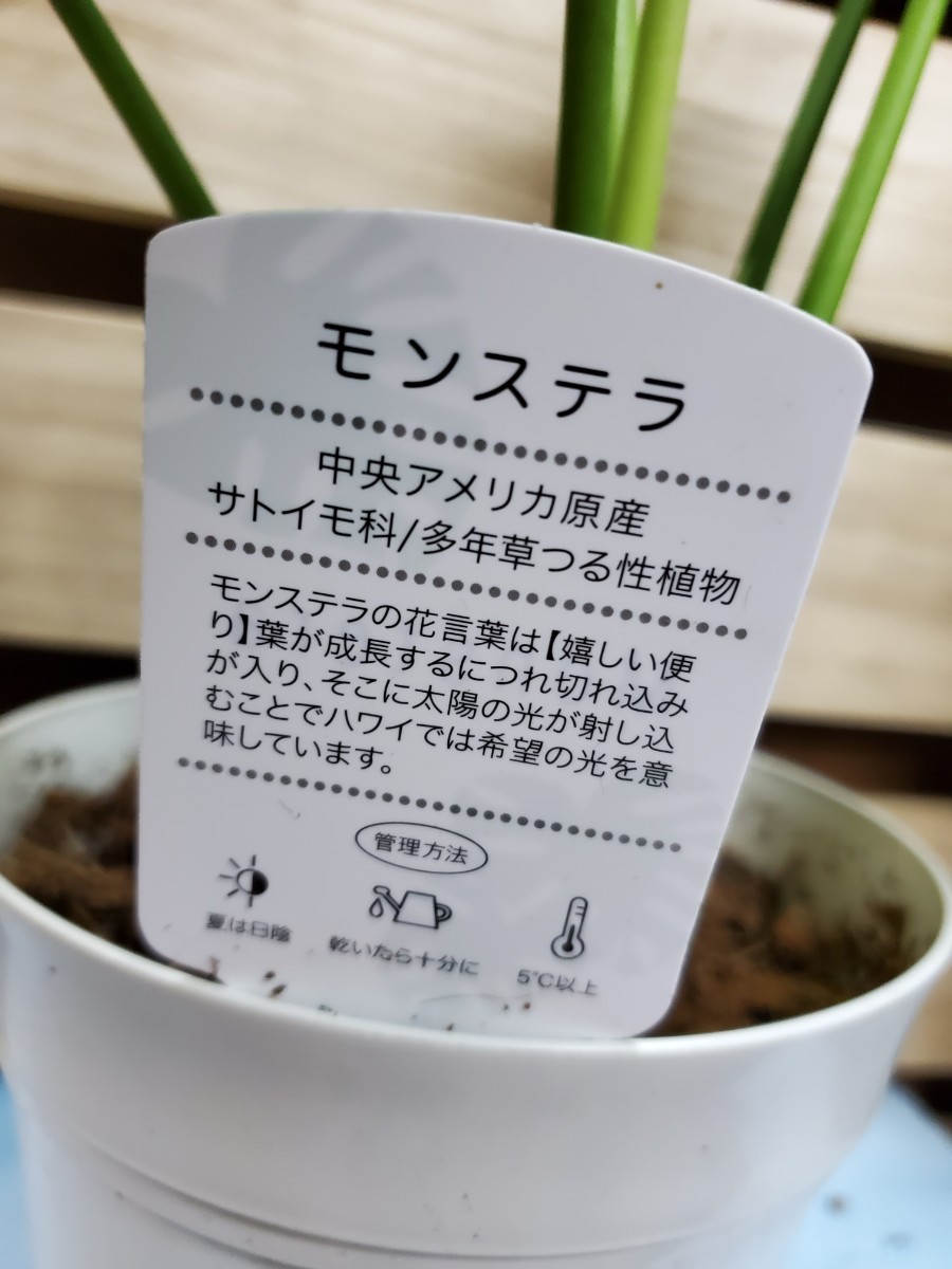 モンステラ5寸プラスチック製鉢③