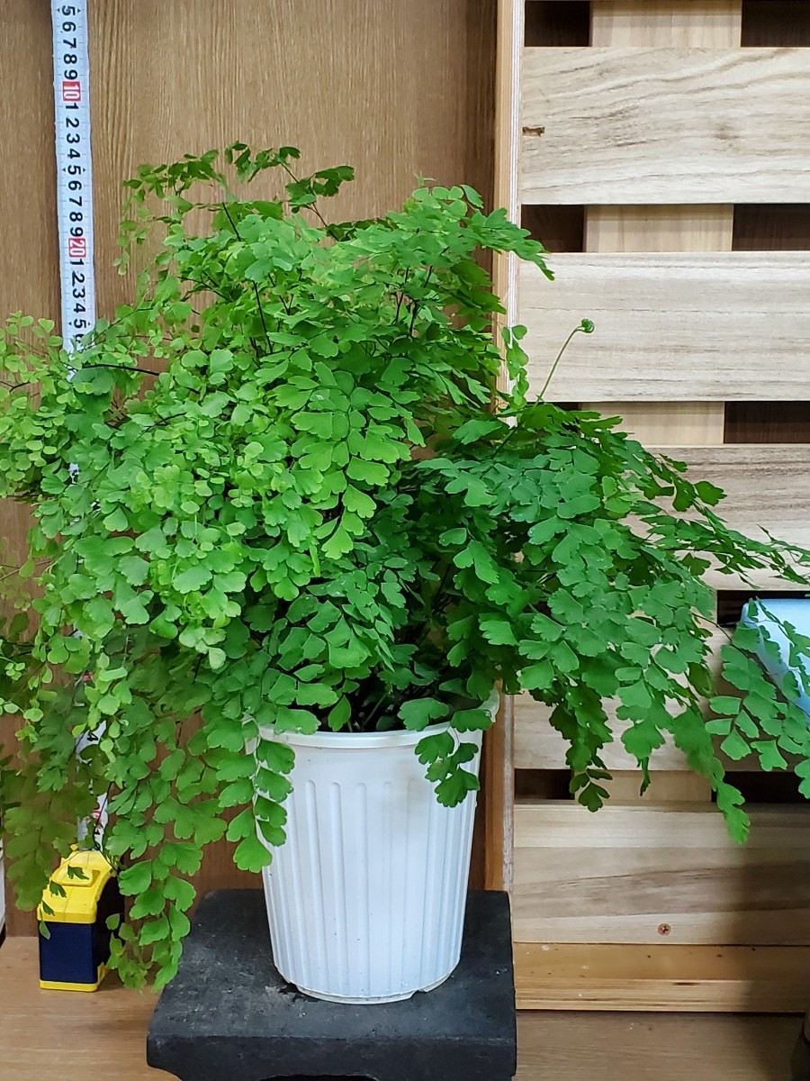 Paypayフリマ 観葉植物 アジアンタム フラグランス 5寸 Paypayフリマ 観葉植物 アジアンタム フラグランス 5寸