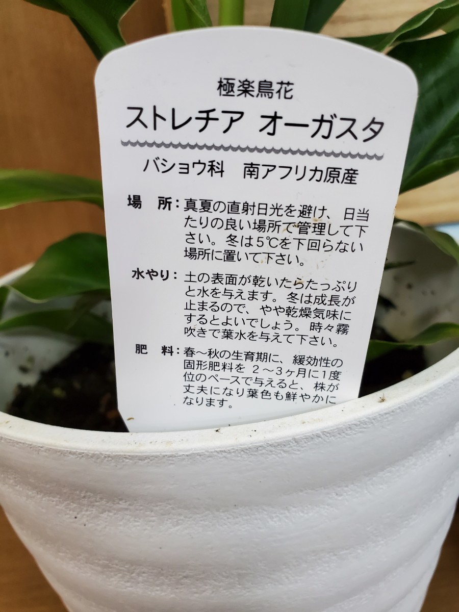 観葉植物7寸『オーガスタ』②