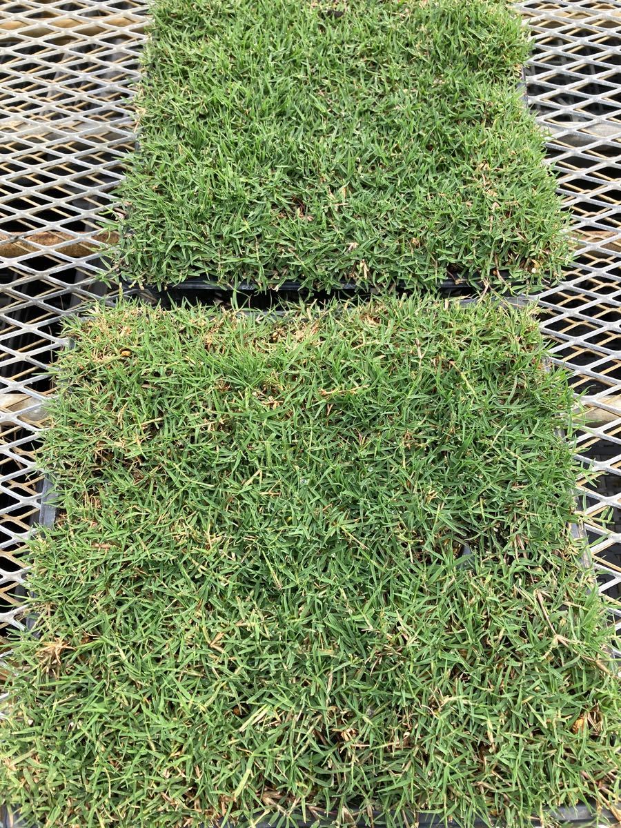 還元祭 専用 芝生 ティフトン419芝苗 400苗 セルトレー25穴 16トレー 割引クーポン対象品 Concejodebarranquilla Gov Co 還元祭 専用 芝生 ティフトン419芝苗 400苗 セルトレー25穴 16トレー 割引クーポン対象品 Concejodebarranquilla Gov Co