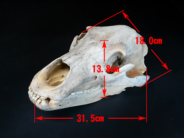 □ 熊 ヒグマ 頭骨 頭蓋骨 A-2 □ | bioimune.com.br