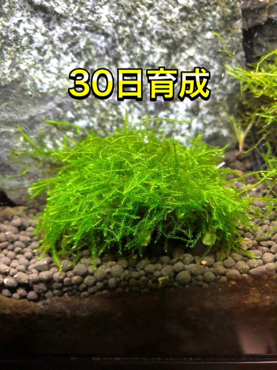 Paypayフリマ ウィローモス マット 4枚 完全無農薬 Paypayフリマ ウィローモス マット 4枚 完全無農薬