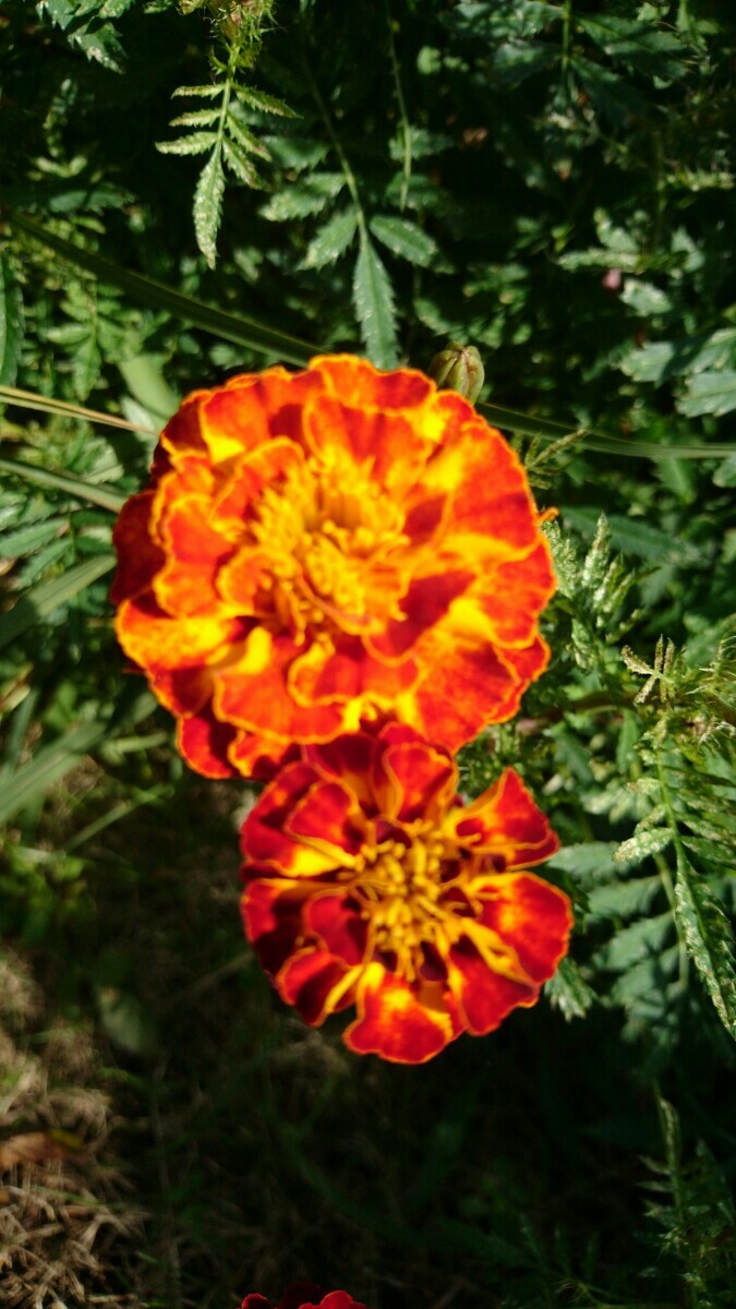 マリーゴールド 花の種  ミックス