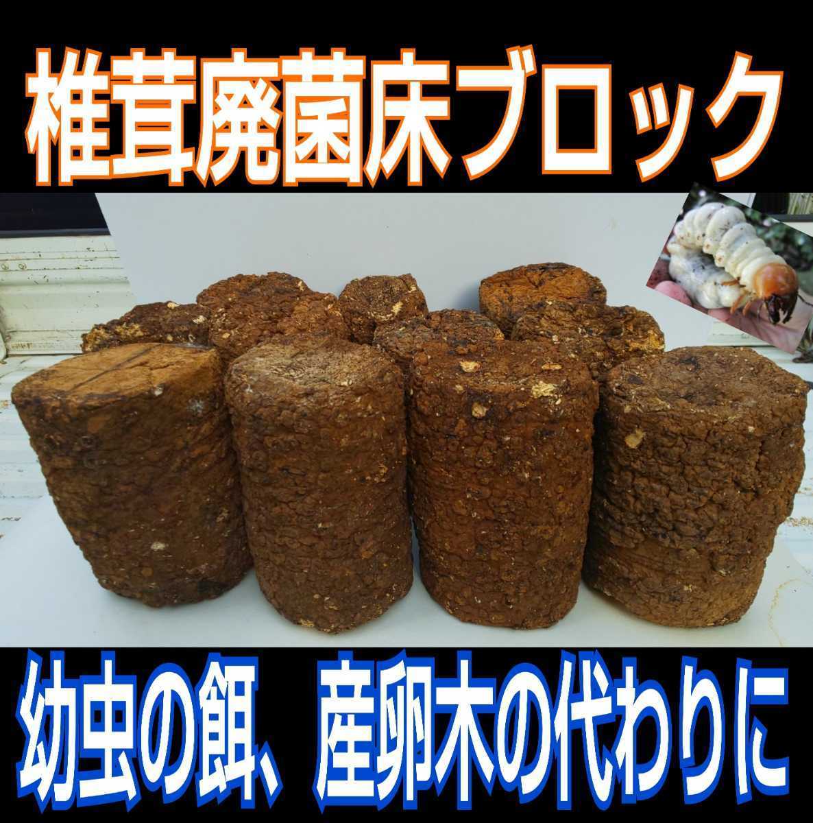 発酵マットに埋め込むと栄養強化に！カブト幼虫がサイズアップ！椎茸廃菌床10ブロック☆クワガタ幼虫の餌、産卵木の代わりに！クヌギ100％ _画像3