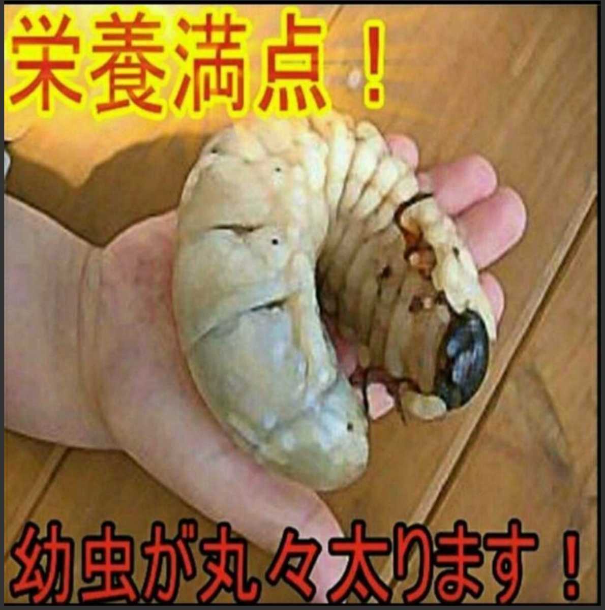 発酵マットに埋め込むと栄養強化に！カブト幼虫がサイズアップ！椎茸廃菌床10ブロック☆クワガタ幼虫の餌、産卵木の代わりに！クヌギ100％ _画像2