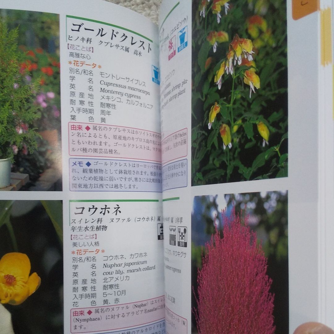 Paypayフリマ 花の名前522種 Paypayフリマ 花の名前522種