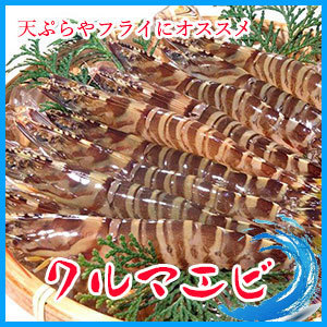 期間限定特価　活クルマエビ ３kg（約180匹入り） 海老 えびのサムネイル