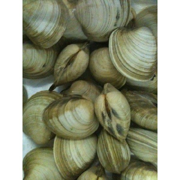 . ho mbinos. approximately 10kg ( approximately 80~100 piece ).... ..