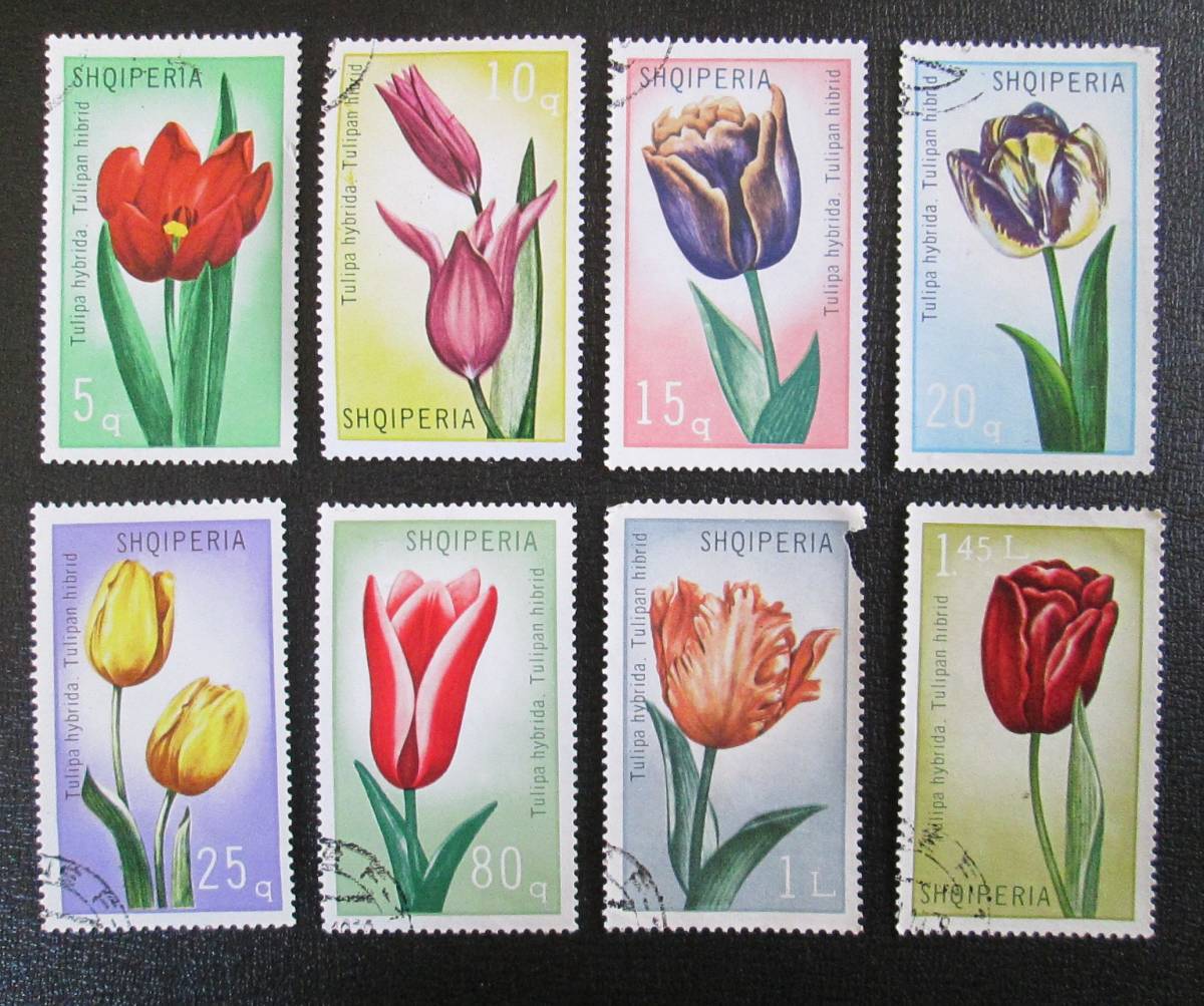アルバニア切手　1971年　チューリップの花シリーズ　　　5～20ｑ　異種交配によるいろいろな花　8種完　使用済み_画像1