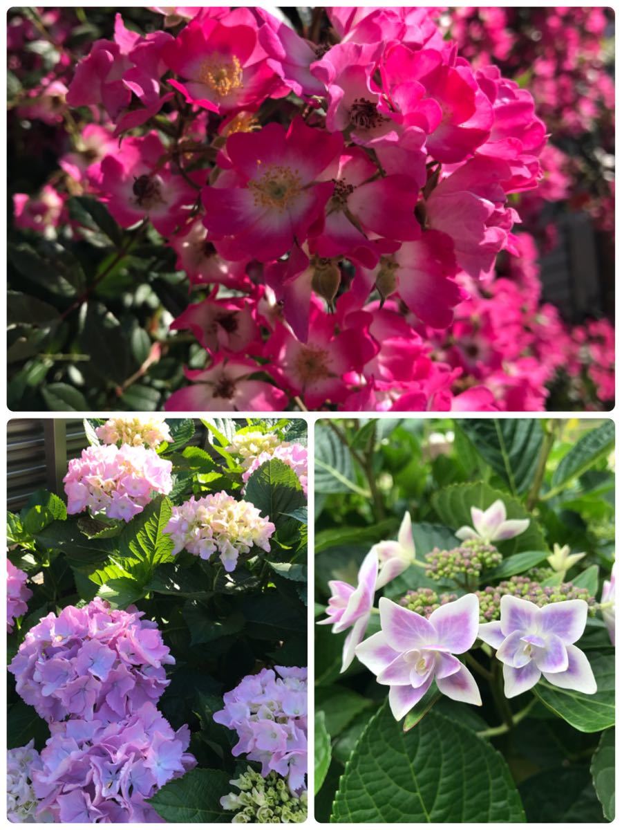 Paypayフリマ 薔薇カクテル挿し穂2本 八重紫陽花挿し穂2本 紫陽花挿し穂2本の6本です Paypayフリマ 薔薇カクテル挿し穂2本 八重紫陽花挿し穂2本 紫陽花挿し穂2本の6本です