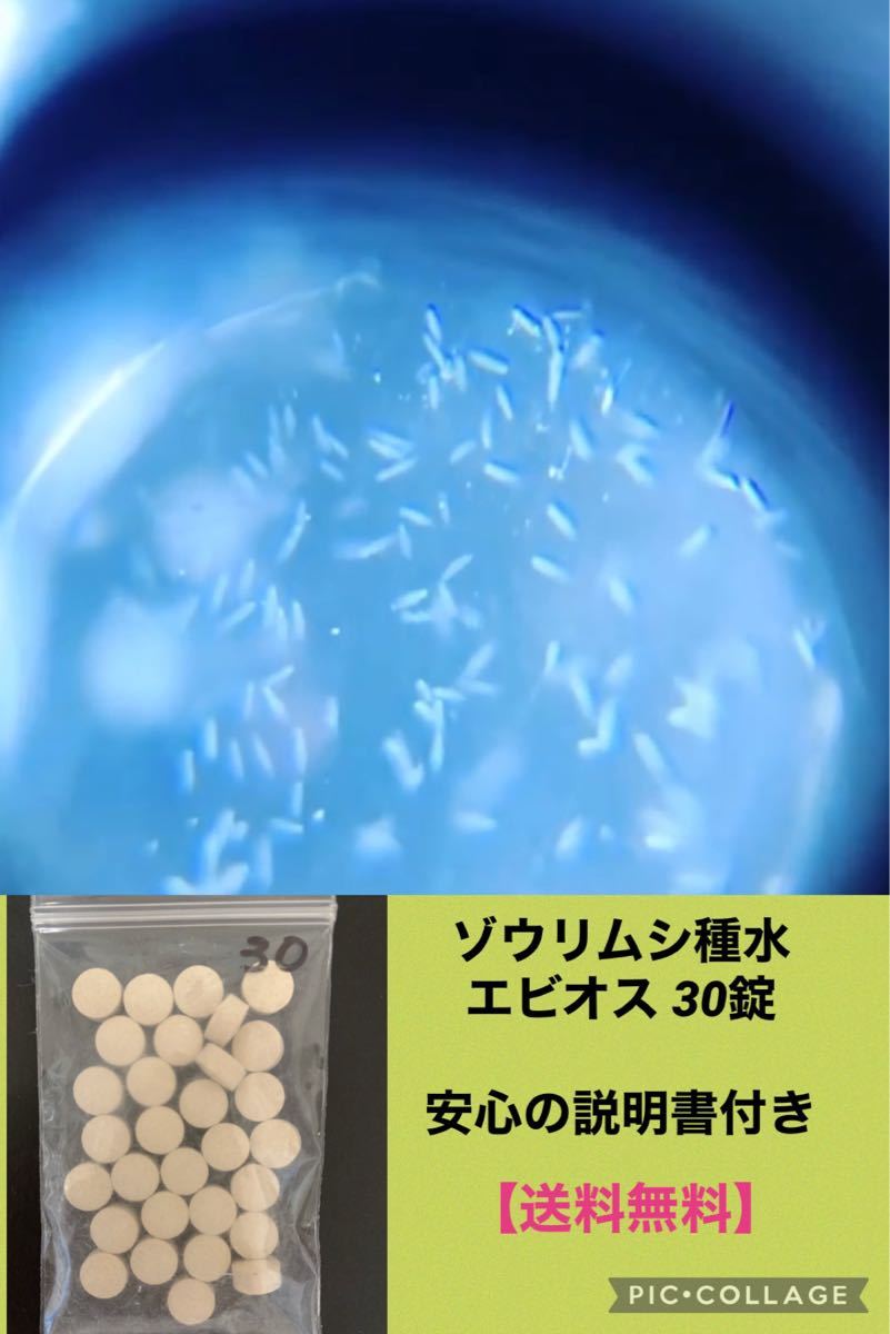 Paypayフリマ ゾウリムシ種水 500ml メダカ 金魚 らんちゅう 稚魚 針子の活餌に 大量繁殖確認済 送料込 Paypayフリマ ゾウリムシ種水 500ml メダカ 金魚 らんちゅう 稚魚 針子の活餌に 大量繁殖確認済 送料込