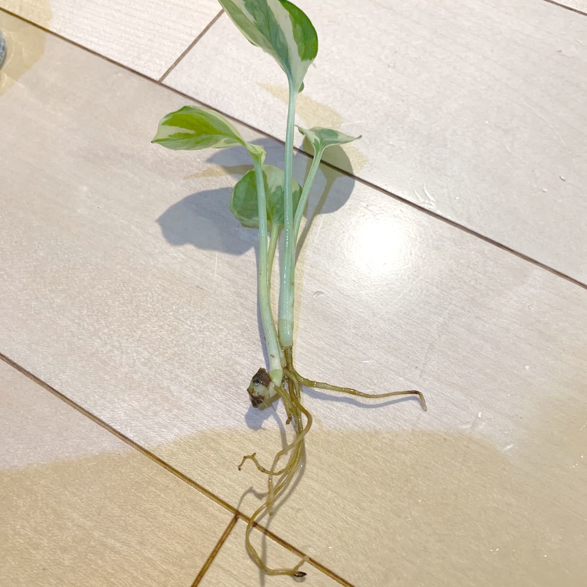 Paypayフリマ 観葉植物3種セット パキラ アイビー ポトスエンジョイ 空気清浄 風水 運気アップ 発根済み Paypayフリマ 観葉植物3種セット パキラ アイビー ポトスエンジョイ 空気清浄 風水 運気アップ 発根済み