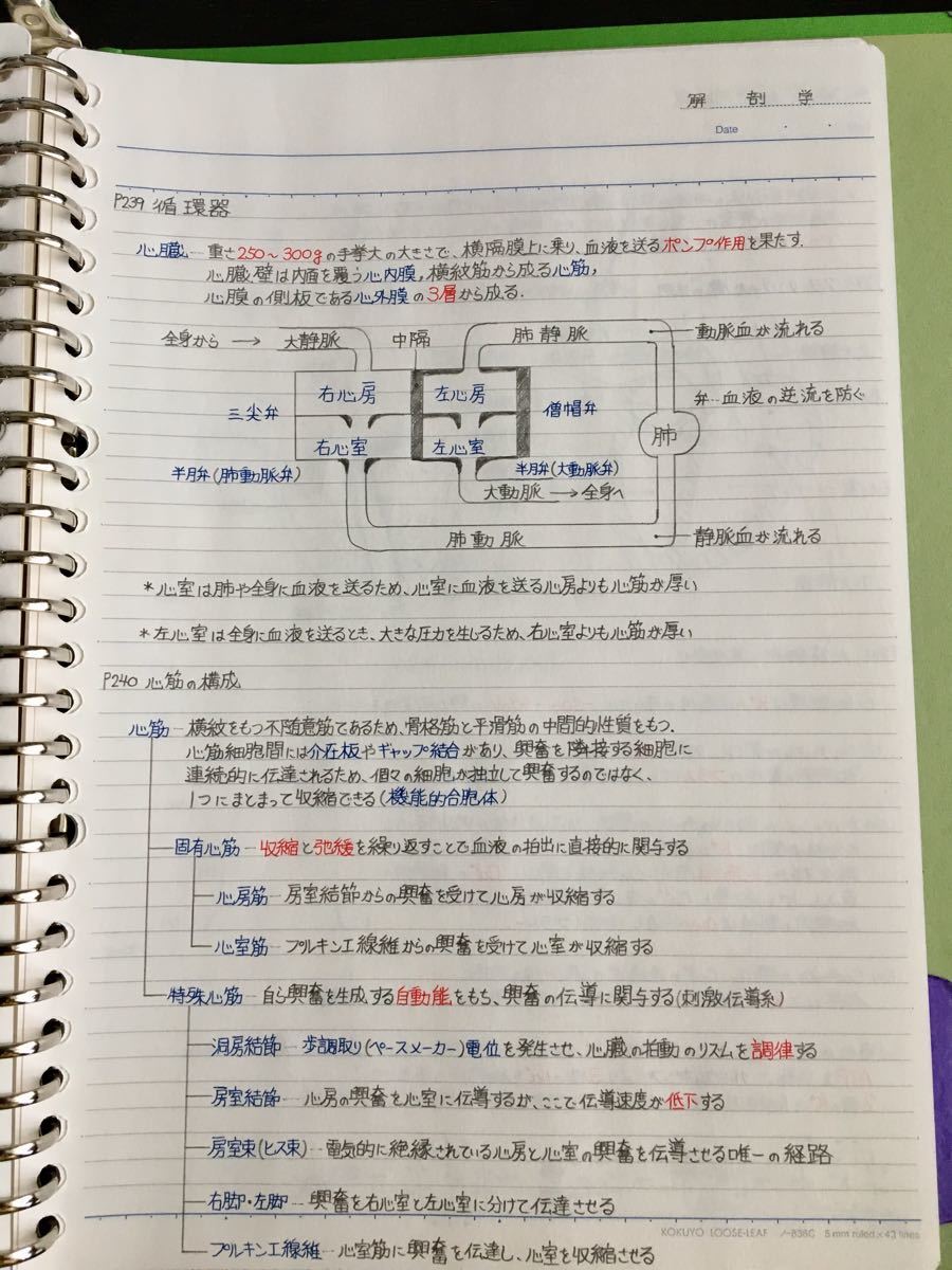 看護師、准看護師国家試験、看護学科定期試験対策シリーズ【解剖学】まとめノート