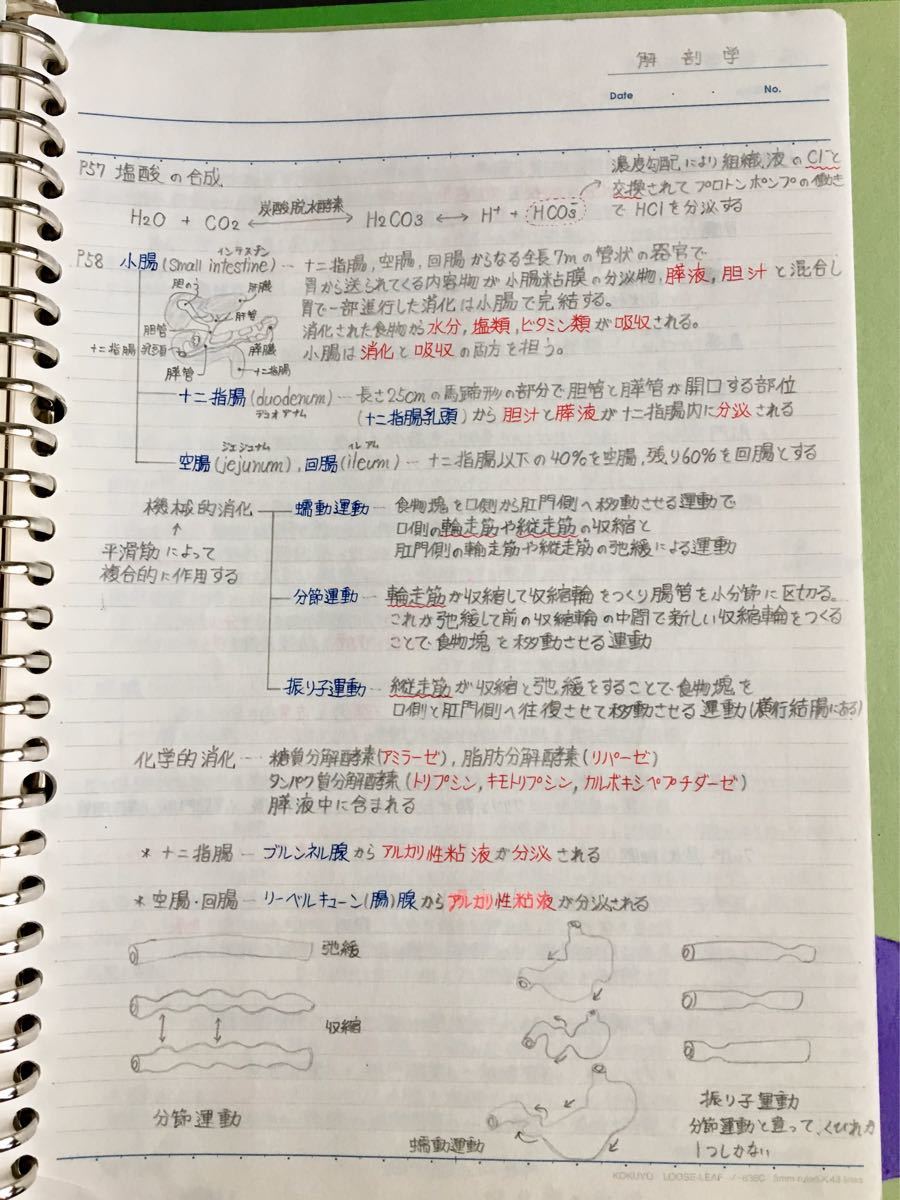 看護師、准看護師国家試験、看護学科定期試験対策シリーズ【解剖学】まとめノート