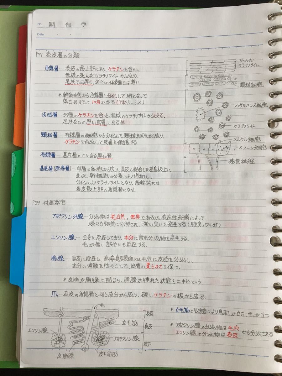 理学療法士、作業療法士国家試験、学科定期試験対策シリーズ【解剖学】まとめノート