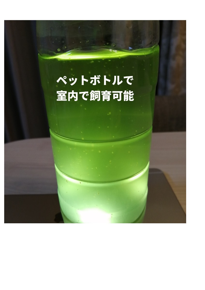 Paypayフリマ ミジンコ培養キット 初心者向け 室内ペットボトル培養 Paypayフリマ ミジンコ培養キット 初心者向け 室内ペットボトル培養