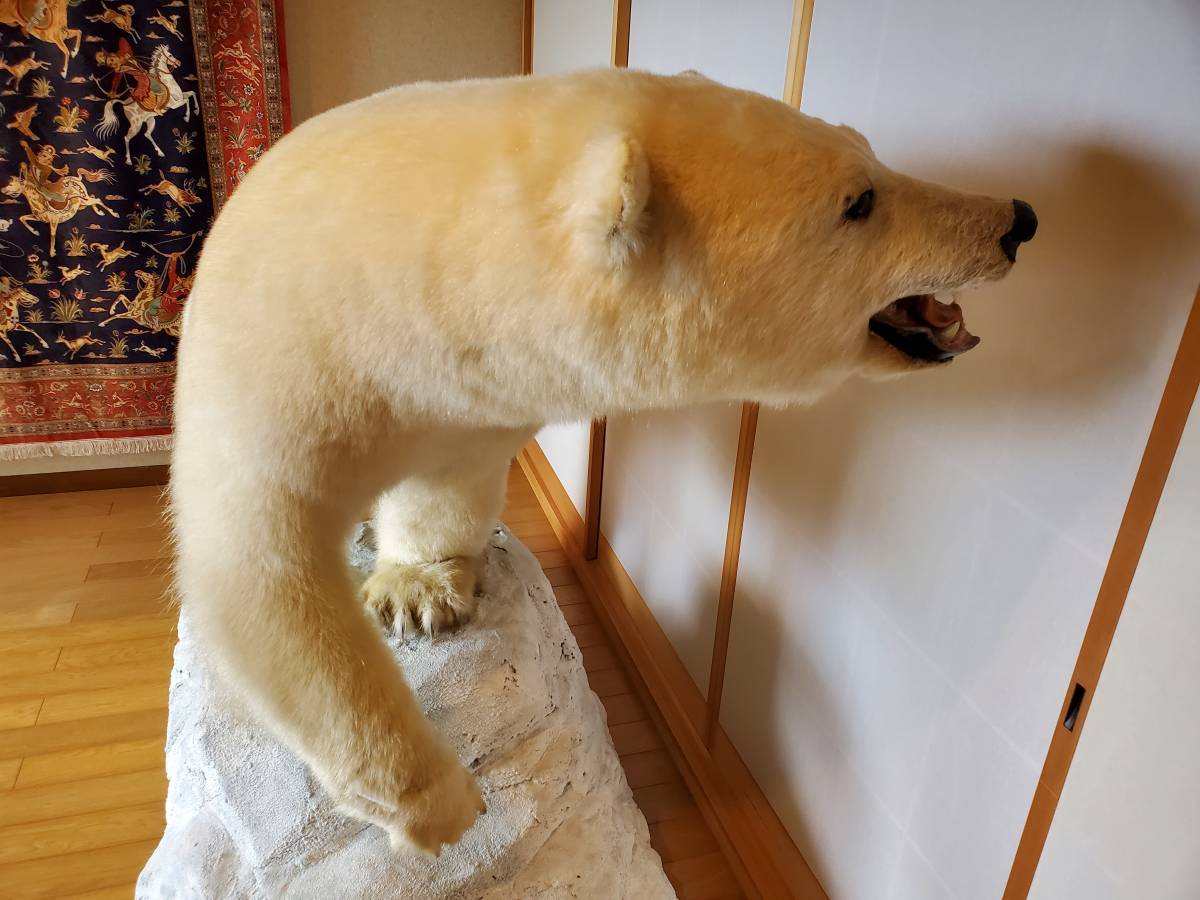 動画あり　千葉県　白熊の剥製　北極熊　剥製　白くま　ホッキョクグマ　_画像3