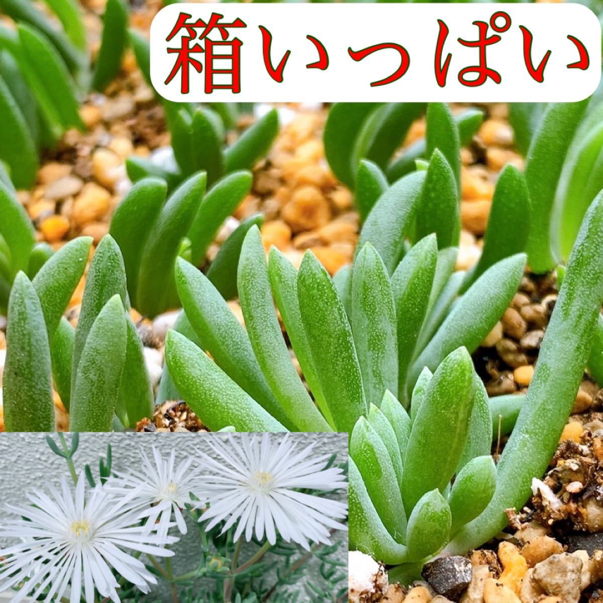 Paypayフリマ 白花のマツバギク 松葉菊 箱いっぱい入れます Paypayフリマ 白花のマツバギク 松葉菊 箱いっぱい入れます