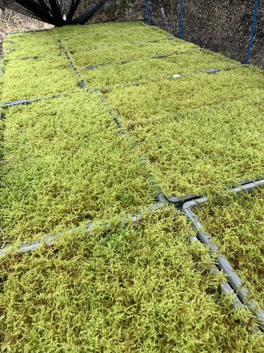 こけ農家直送 21年レディースファッション福袋 苔の種 3l 送料無料 ハイゴケのたね ハイゴケの育成説明書付 苔庭 苔玉 苔 Moss テラリウム こけ農家直送 21年レディースファッション福袋 苔の種 3l 送料無料 ハイゴケのたね ハイゴケの育成説明書付 苔庭 苔玉 苔 Moss テラリウム
