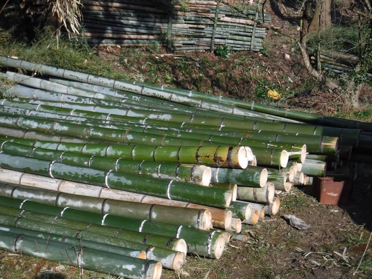  бамбук пудра : departure ... бамбук 2: огород * улучшение почвы материал :1000 литров 