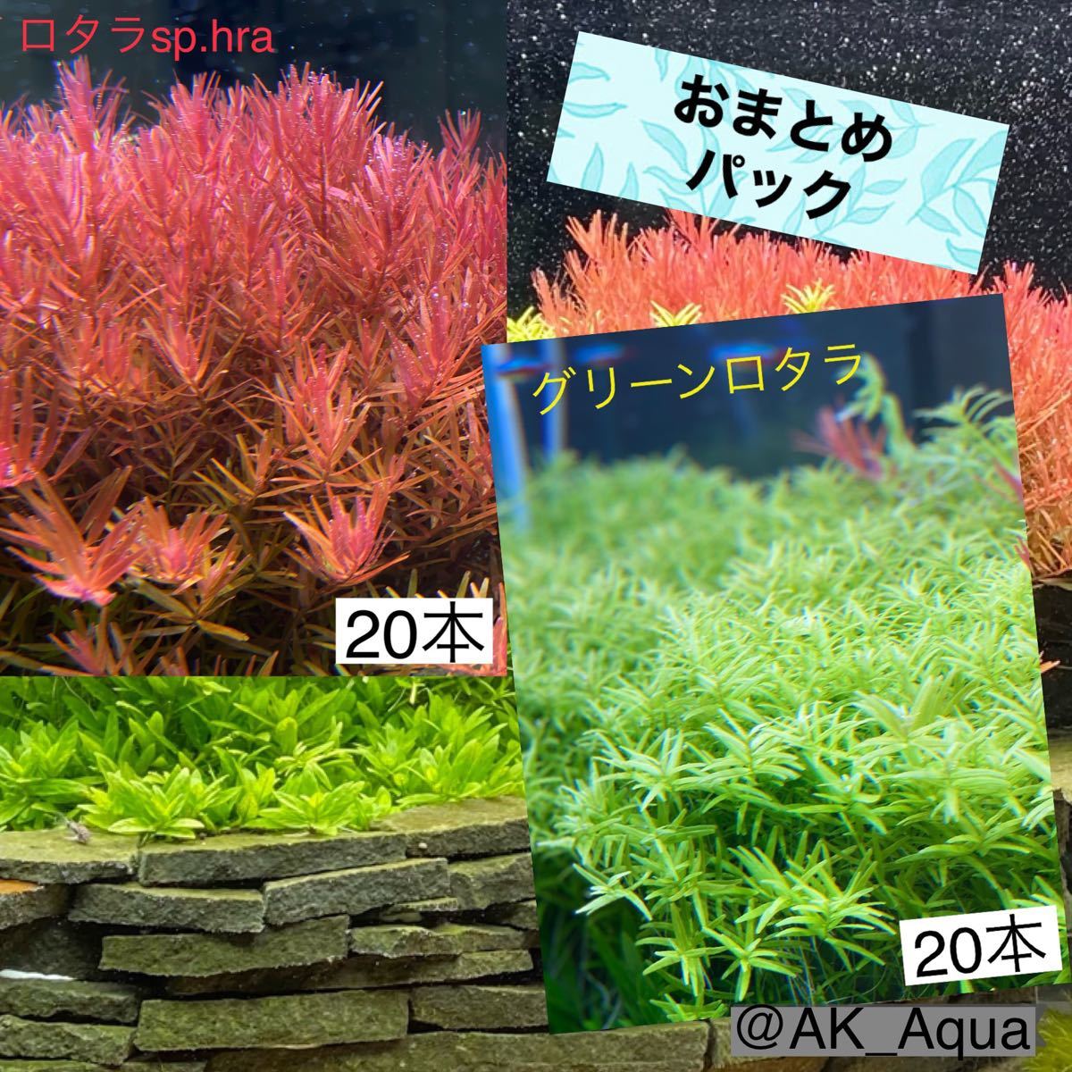 Paypayフリマ おまとめパック ロタラsp Har 本 グリーンロタラ 本 21 00迄のご注文で翌日発送 Paypayフリマ おまとめパック ロタラsp Har 本 グリーンロタラ 本 21 00迄のご注文で翌日発送